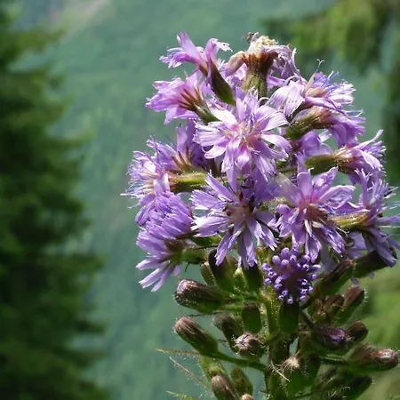 Haus Marion Guest house *